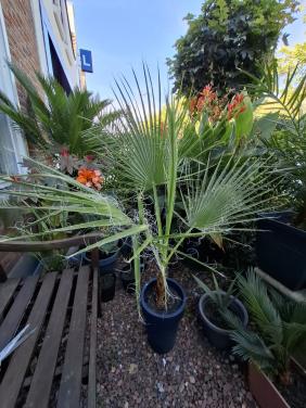 Washingtonia Robusta palm