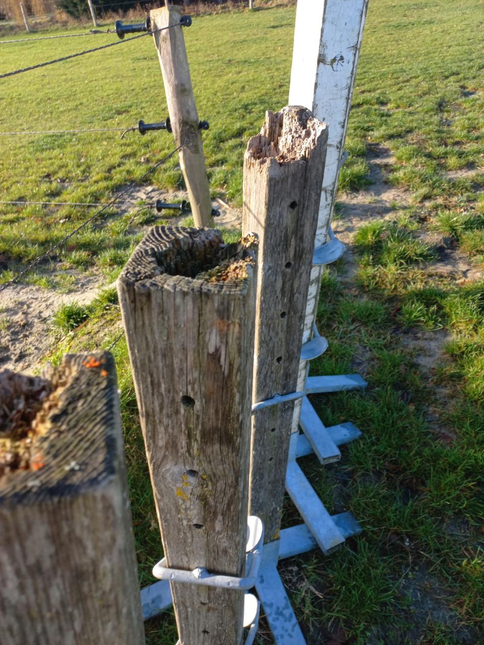 Hindernis staanders en balken set paarden