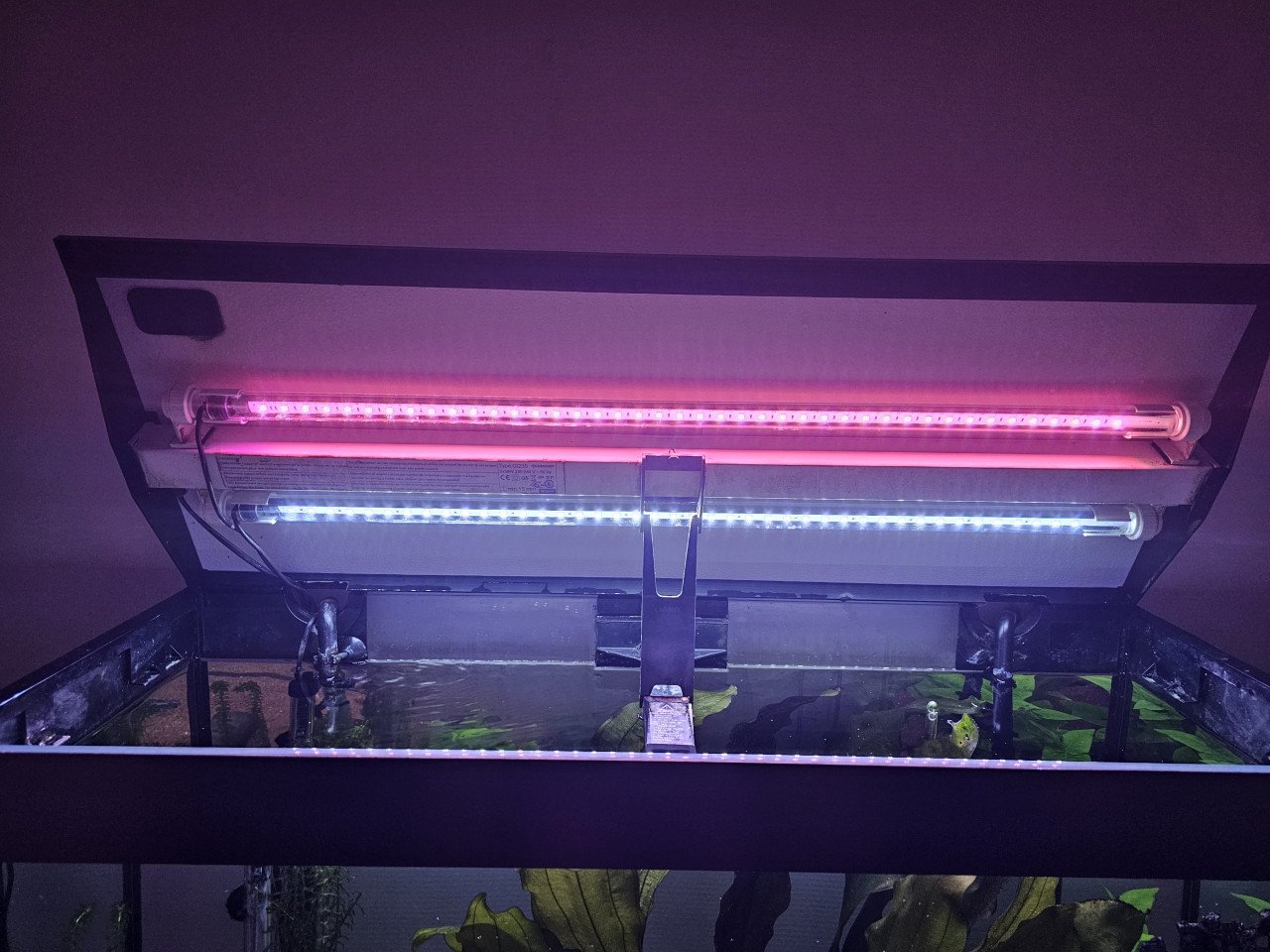 Aquarium incl grote pleco