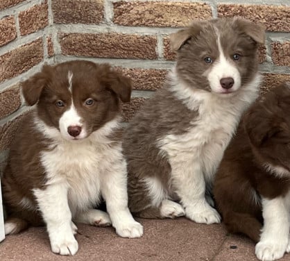 Border collie puppies
