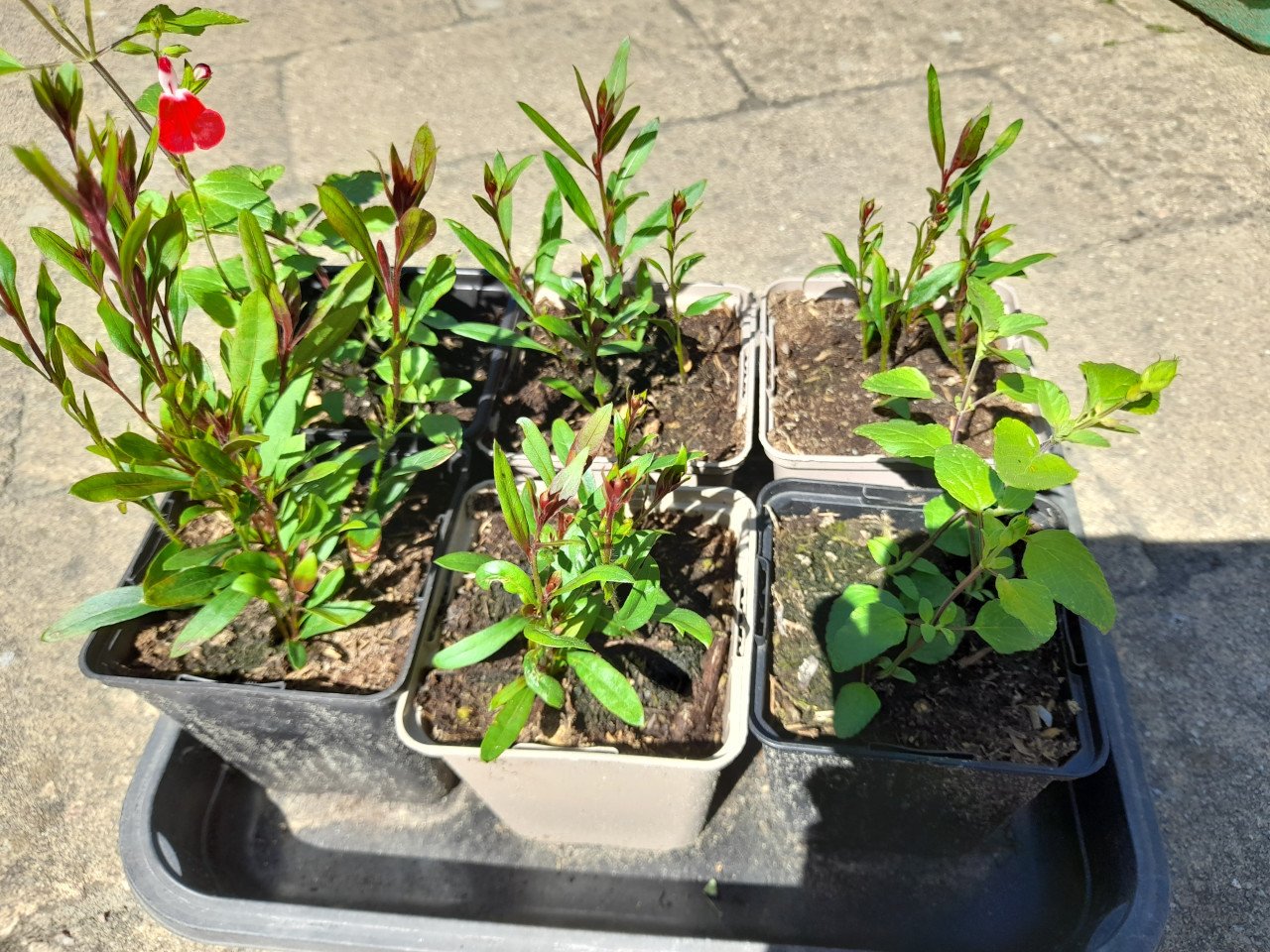 Vaste planten uit hobbykweek