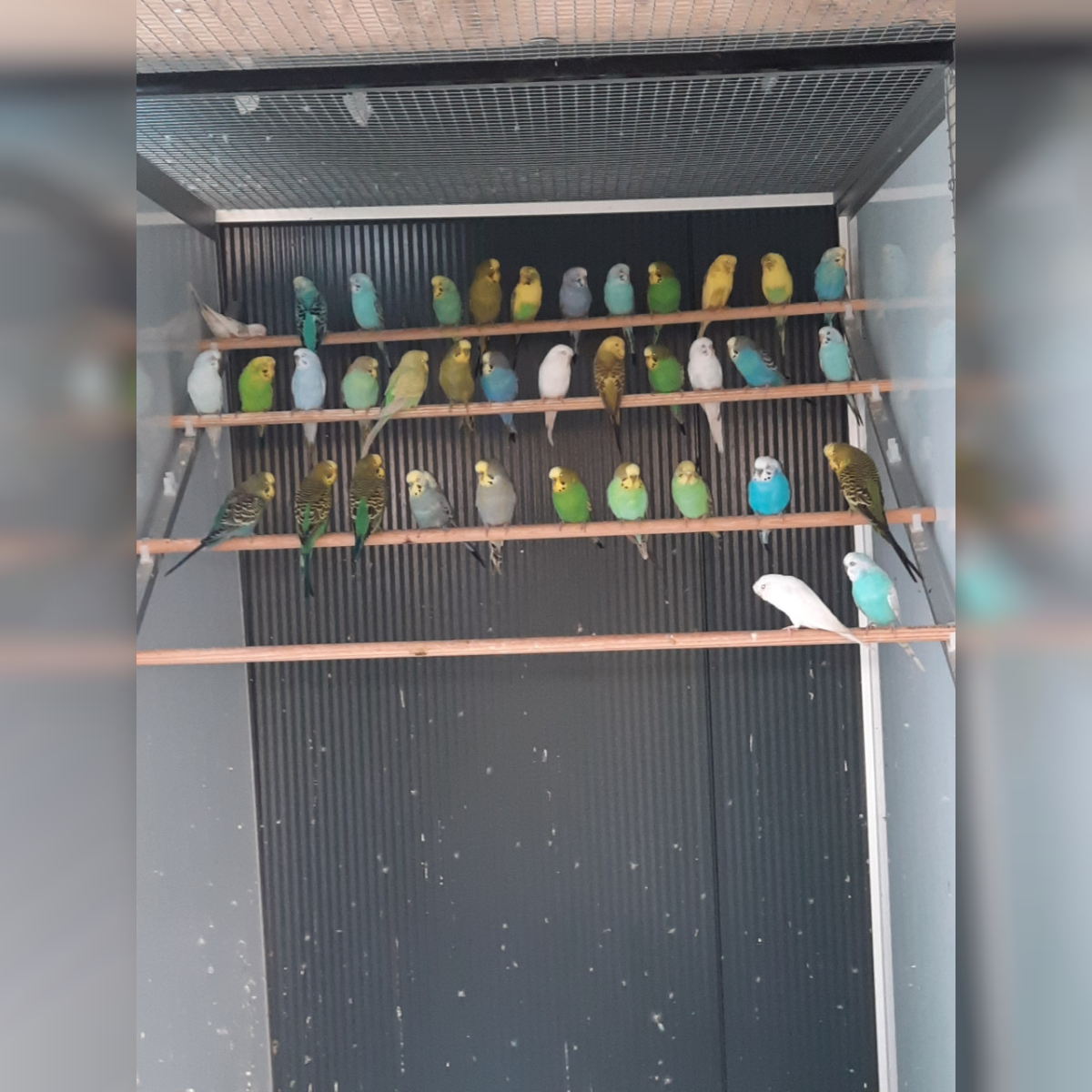 13 december GEEN vogelbeurs, WEL 10% KORTING BIJ DIERTOTAALARJO