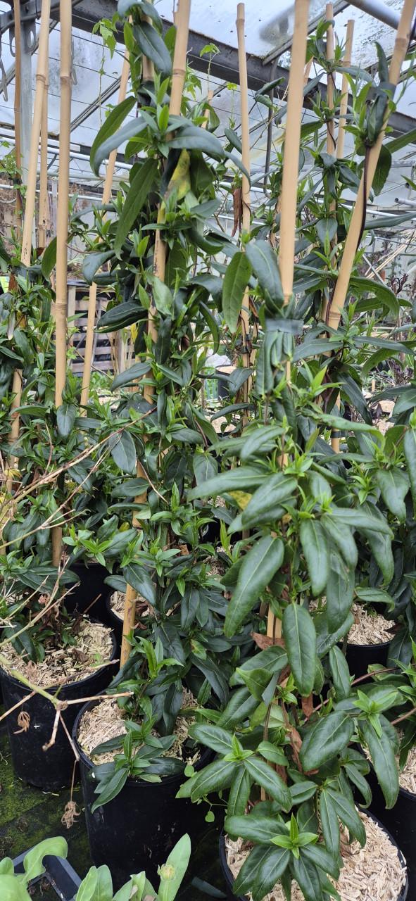 Klimplanten,  verantwoord gekweekt