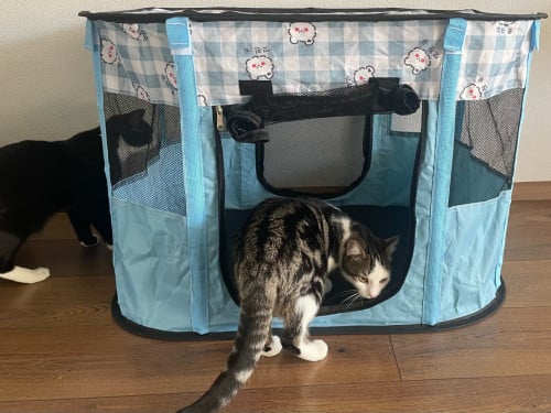 Reisbench voor poes, kittens of kleine hond