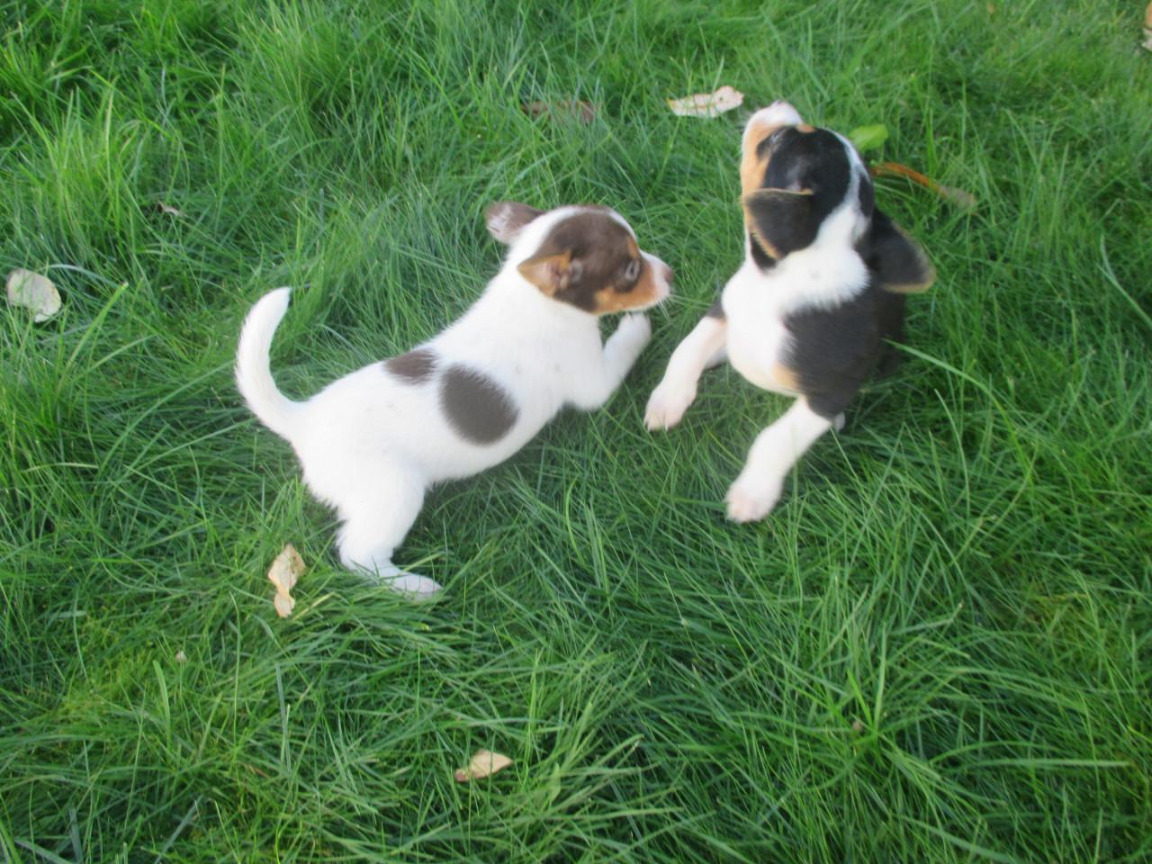 Mooie boerenfox pups