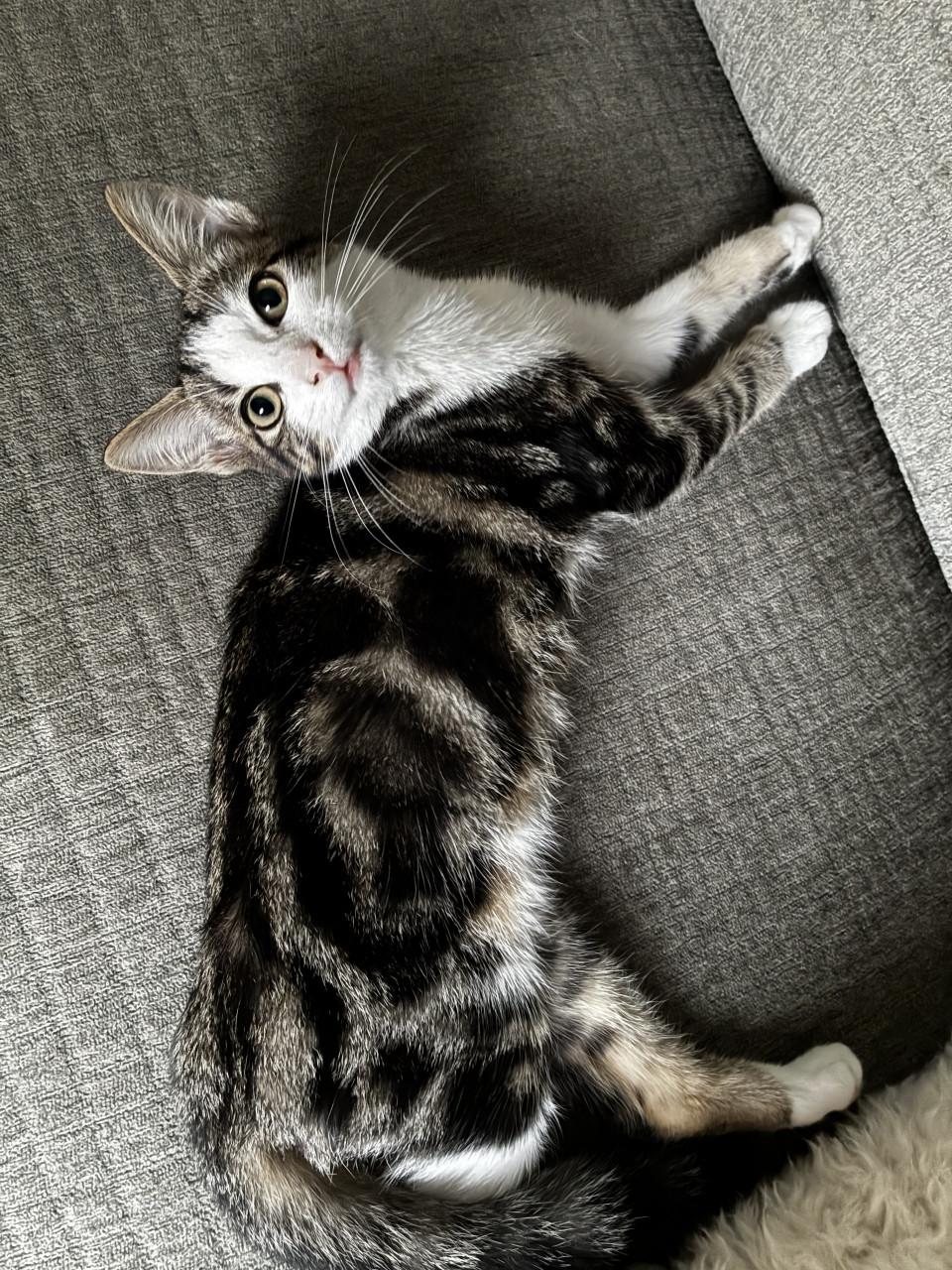 Bliss poesje va 10 weekjes