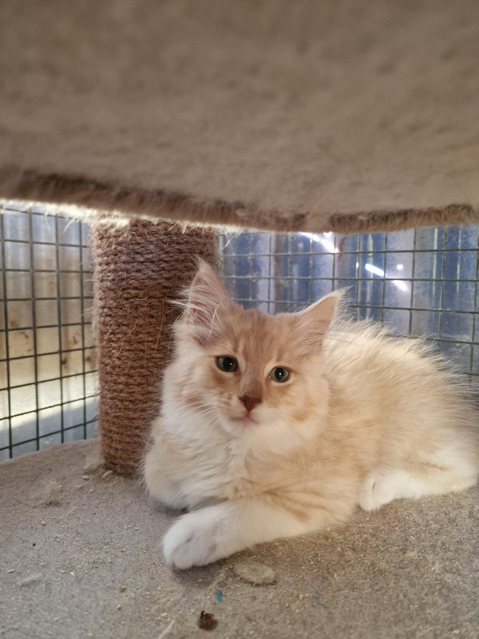 Te koop mooie lieve stoere Maine Coon katertje
