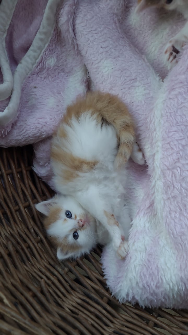 Prachtige kittens