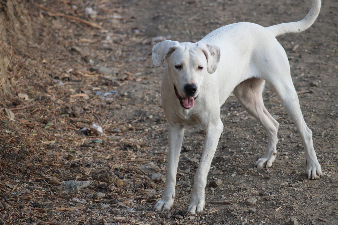 Alora Dog Rescue: Lieve Jess zoekt een baasje