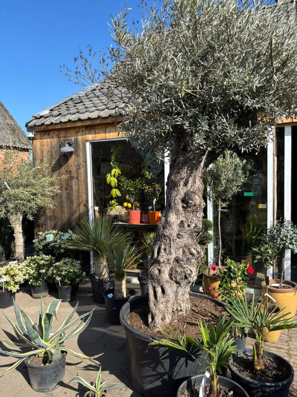 BUITENPLANTEN, SIERGRASSEN,BOMEN, BLOEIERS EN MEER ook voor binnen!