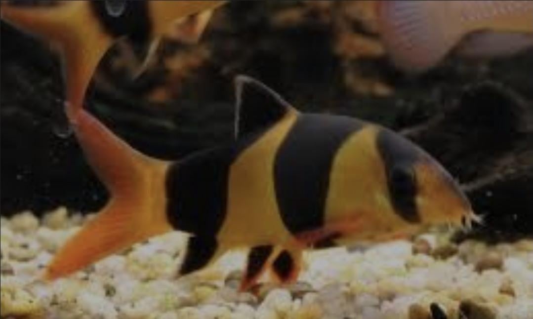 L-nummers en Botia's