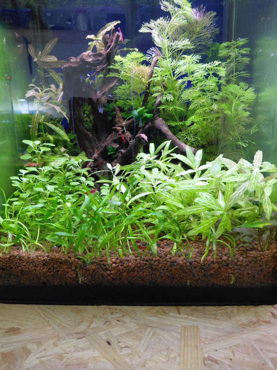 Aquarium planten