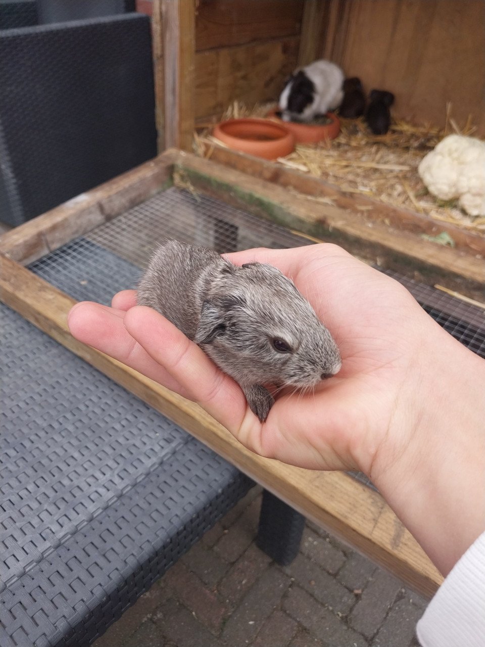 Cavia's mogen ook apart weg