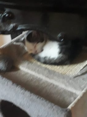 Kittens zoeken liefdevol thuis