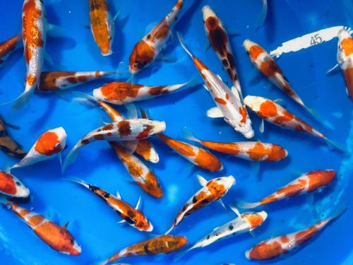 Japanse Tosai 13-17cm EENMALIGE AANBIEDING 30 VOOR €360,-