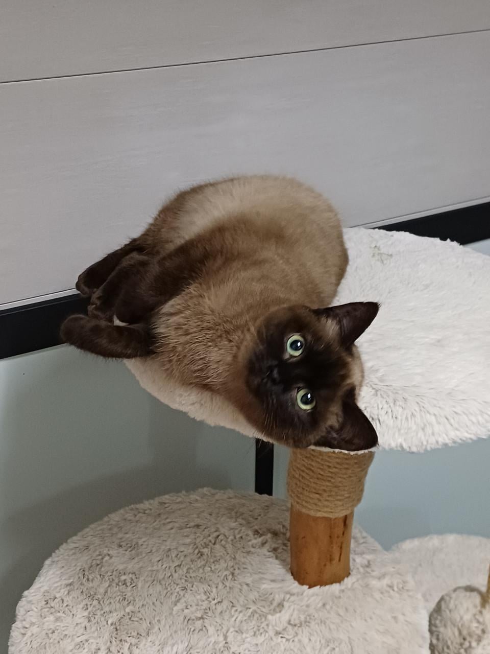 Super lieve aanhankelijke Brits Korthaar poes zoekt een nieuw huisje.