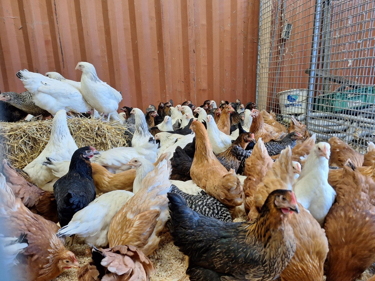 Jonge leghennen in verschillende kleuren