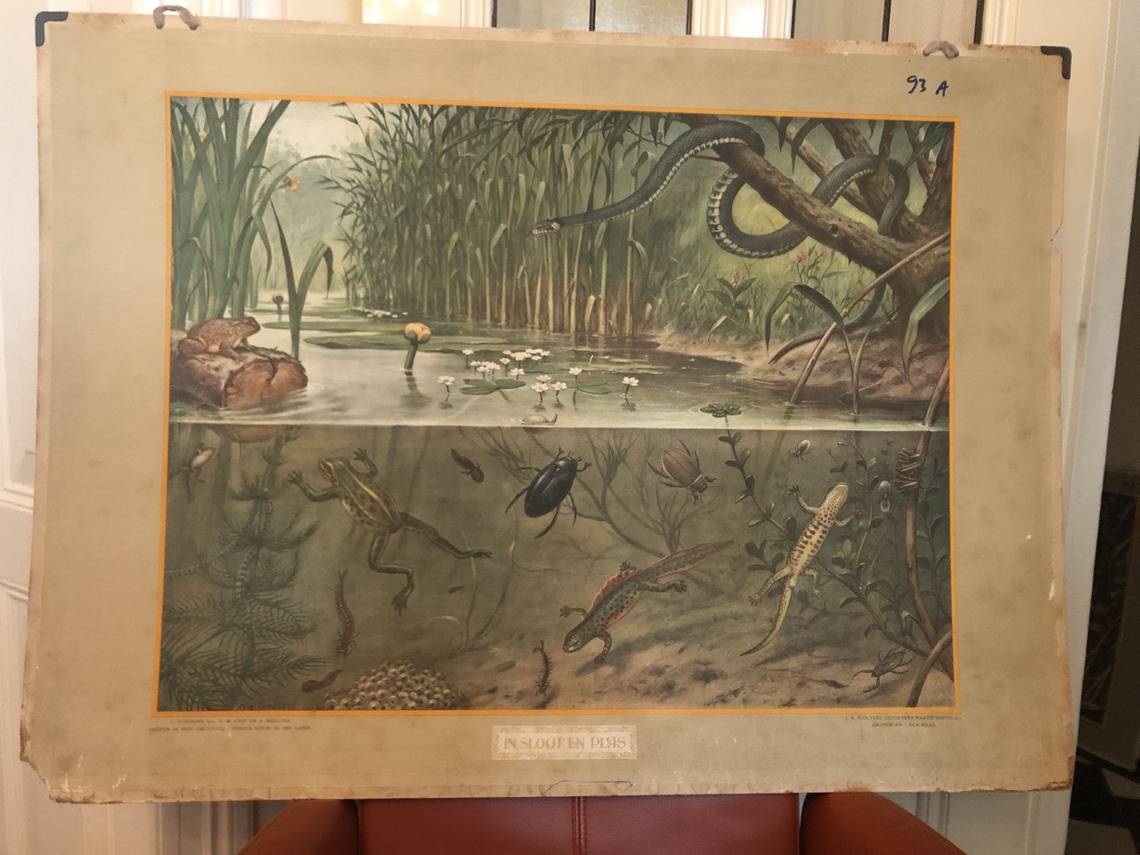 Wandplaten / oude schoolplaten BIOLOGIE