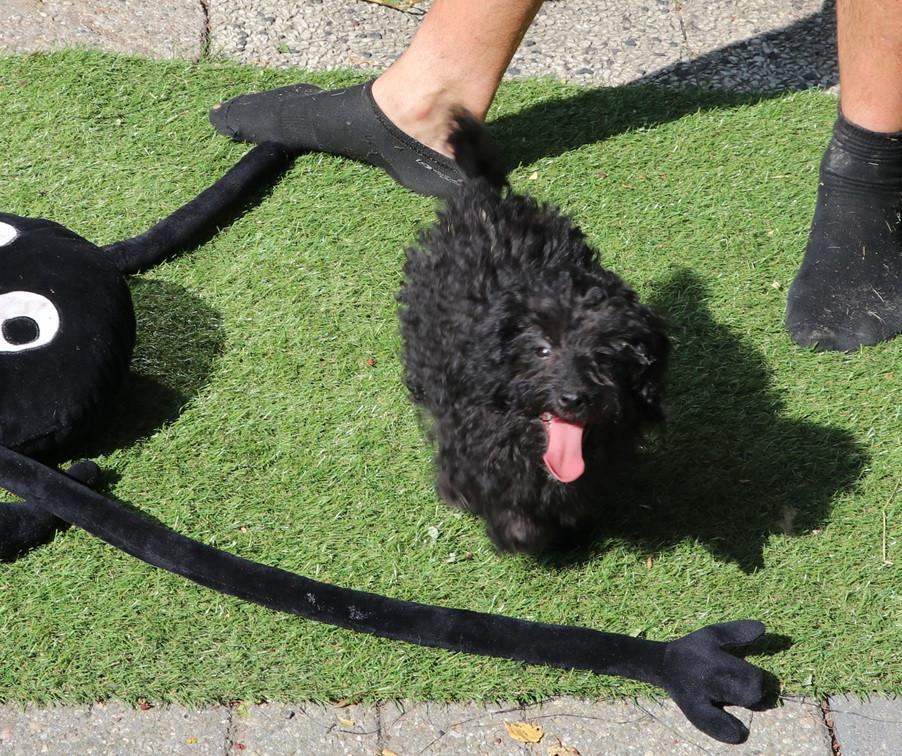 Super lieve vrolijke doodle dwerg/medium pups beschikbaar