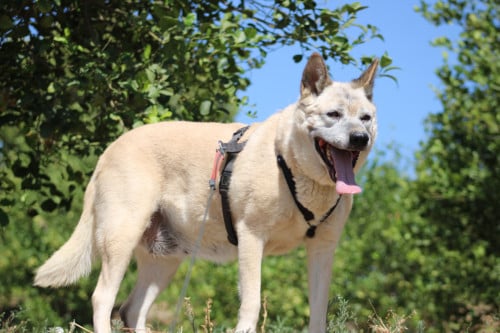 Alora Dog Rescue: Maria is het vertrouwen in de mens niet verloren