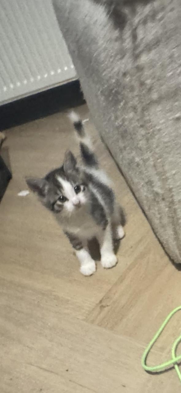 Kittens tekoop