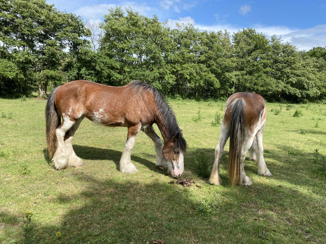 Te koop: 2 hele lieve Clydesdales (moeder & dochter)