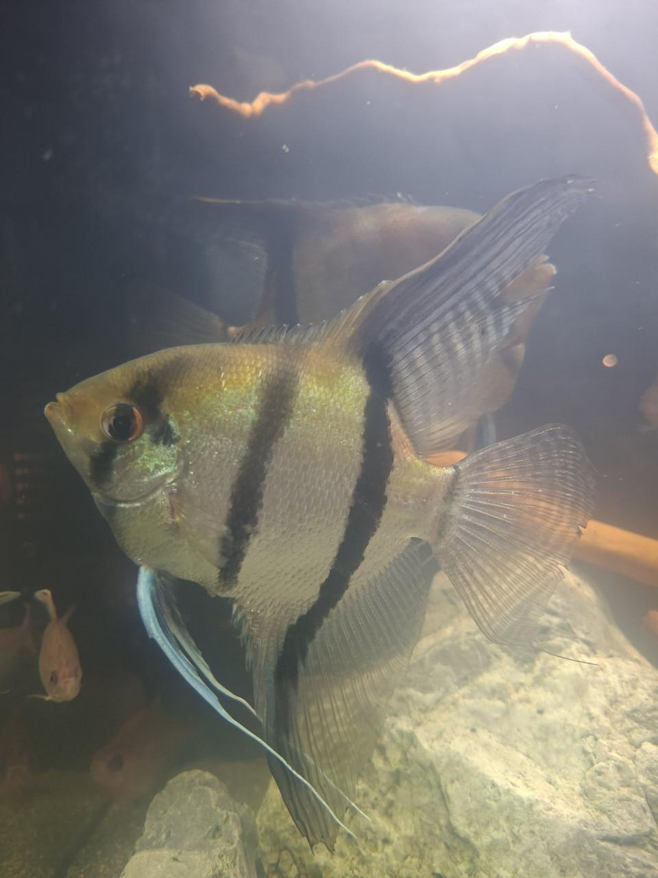 Aquariumvissen