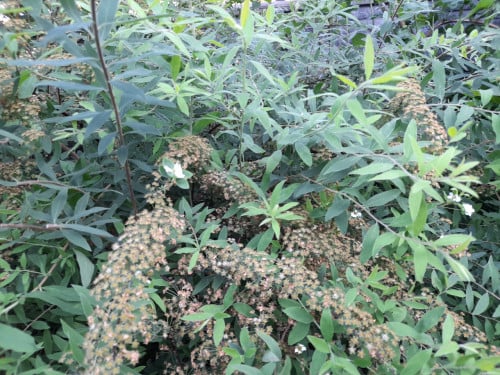 Spirea wit