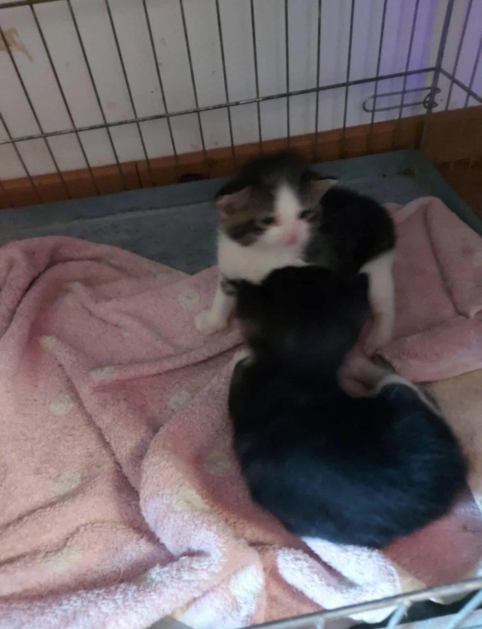 Kittens