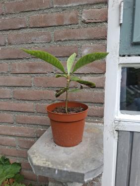 Japanse Mispel