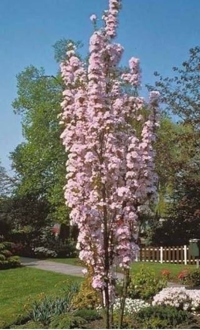 Japanse sierkers, oftewel de Prunus Serrulata Amanogawa.
