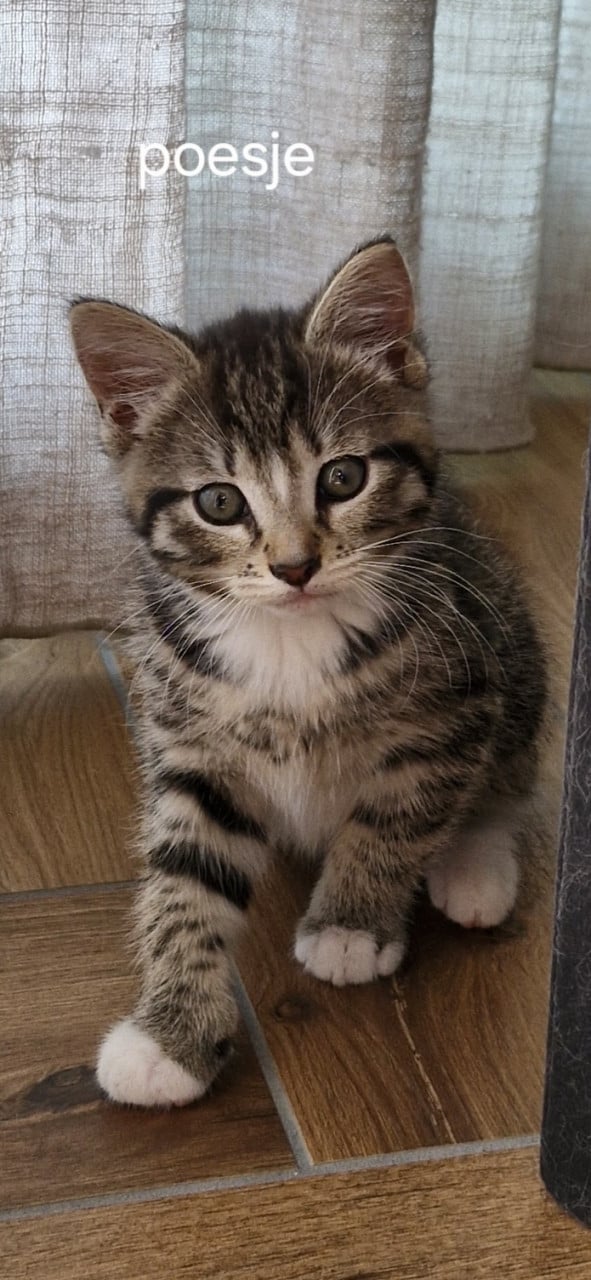 4 Kittens te koop.