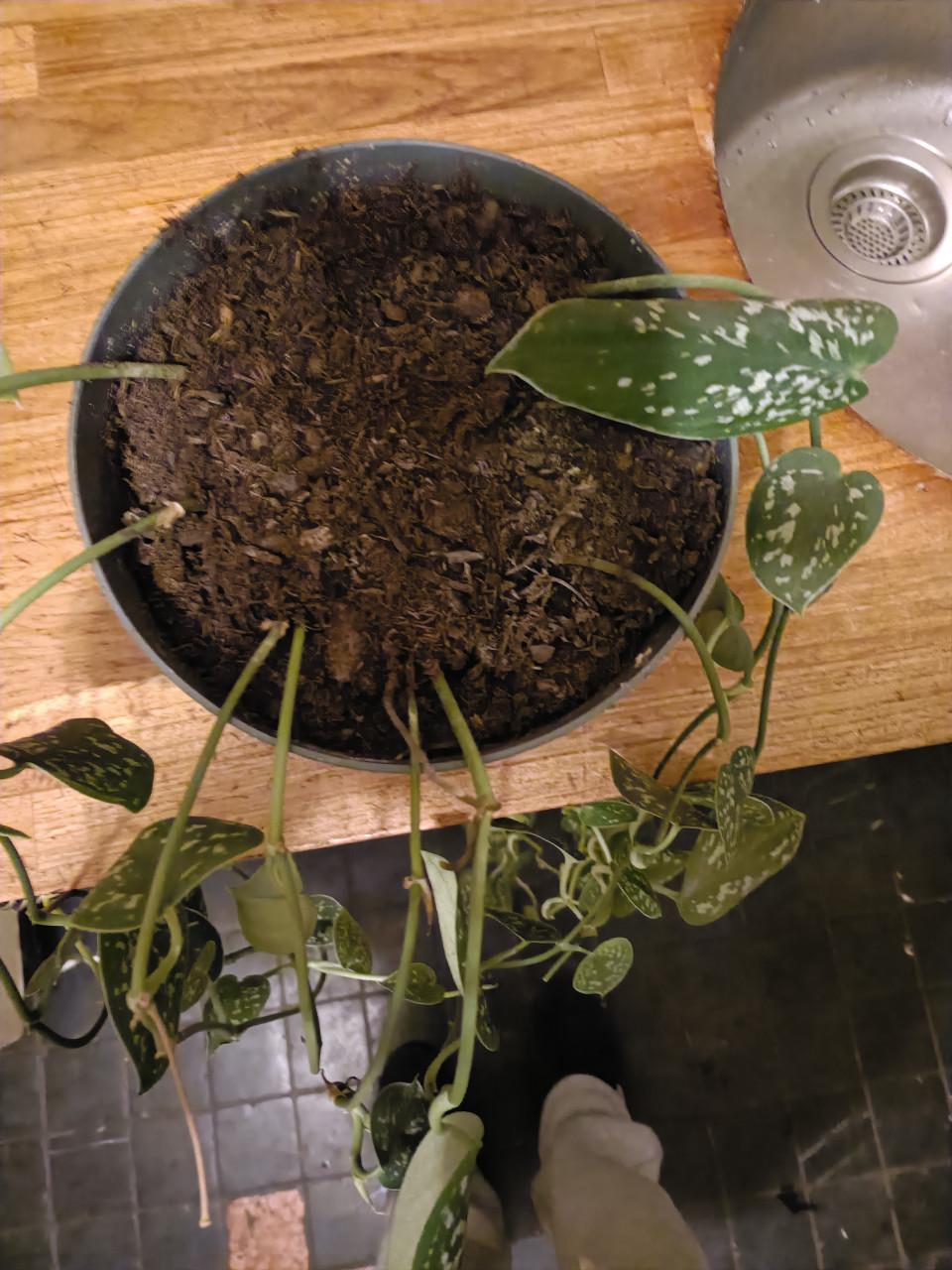 Scindapsus pictus hangplant