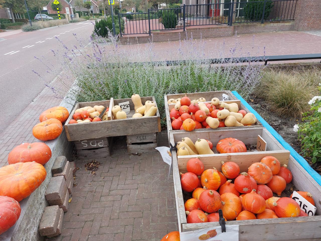 Pompoenen