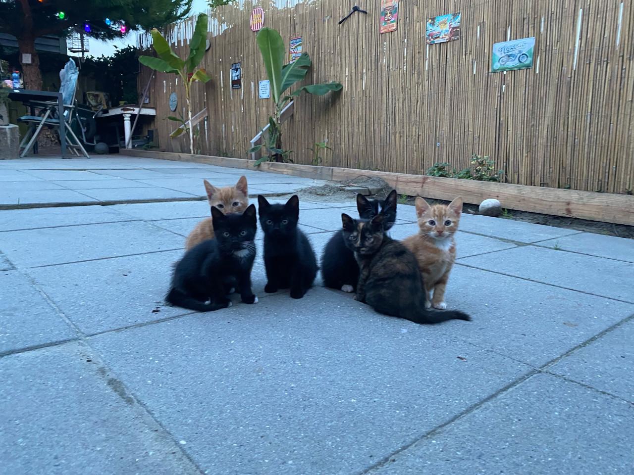 Kittens 🐾 (ingeent, ontwormd en ontvlooit) zoeken paleisjes. 👑
