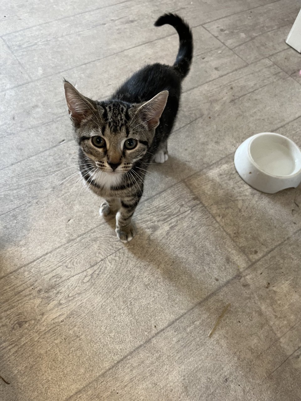 Kitten te koop