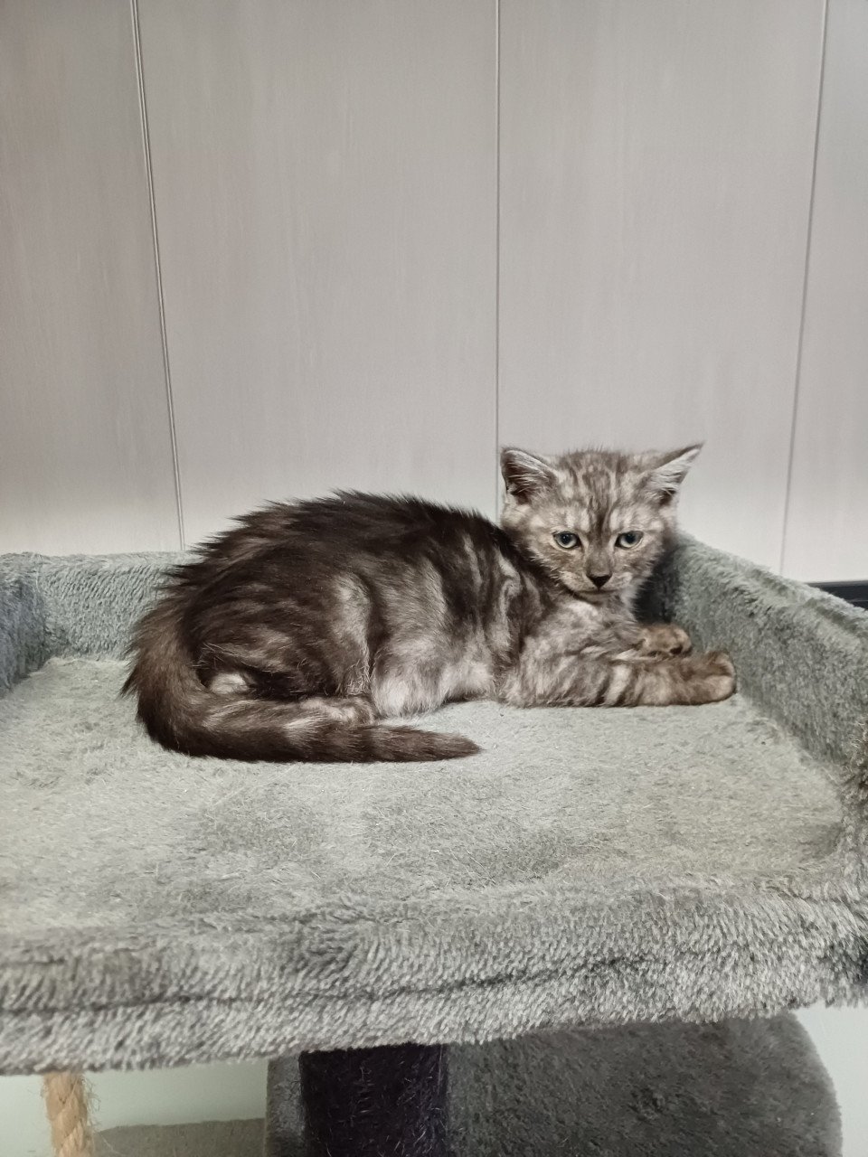 Super leuke Brits Korthaar x Ragdoll kittens beschikbaar.
