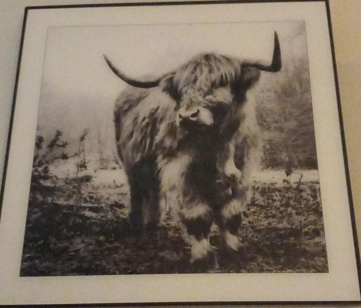 Schilderijen wilde dieren