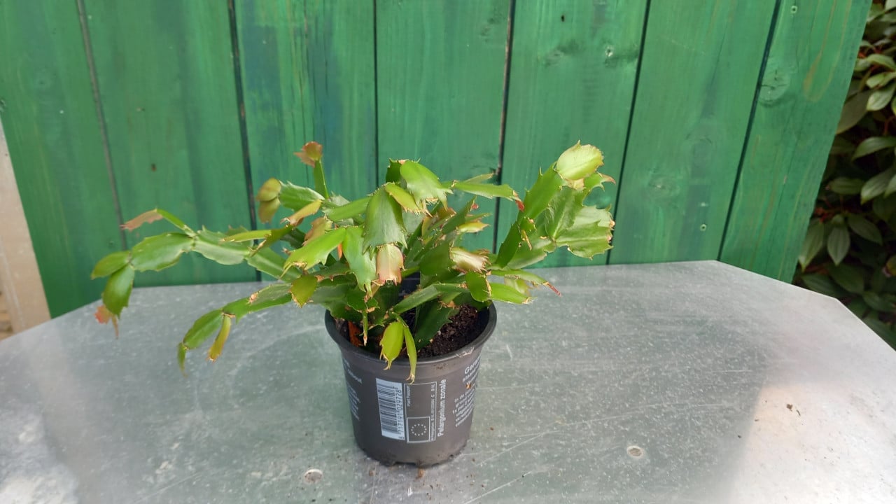 Kamerplanten