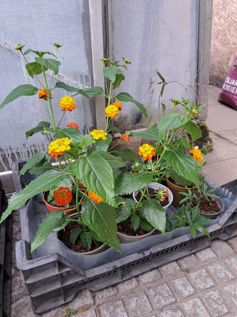 Tuin planten