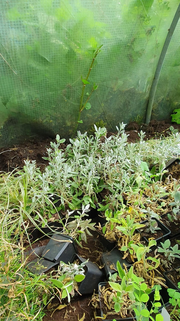 Diverse siergrassen en planten