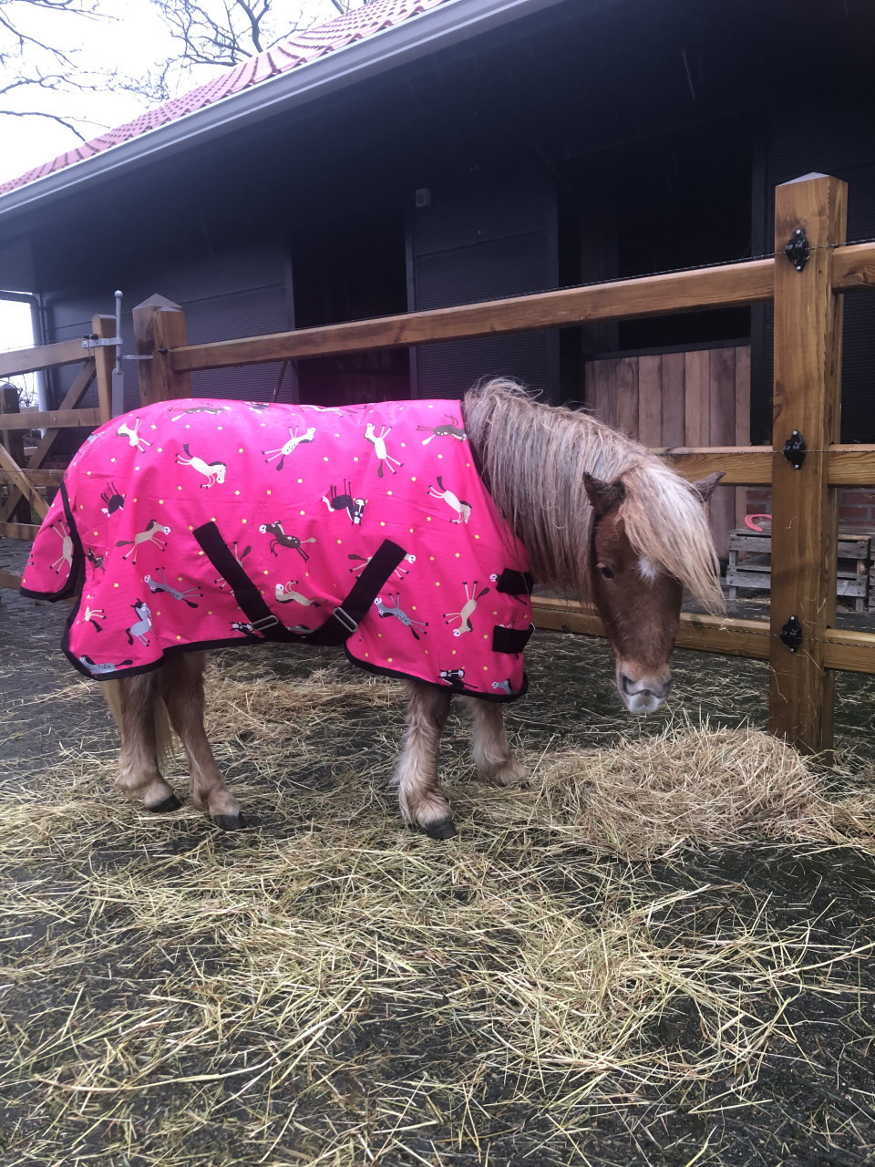 TE KOOP MINI APPALOOSA 4 JARIGE MERRIE