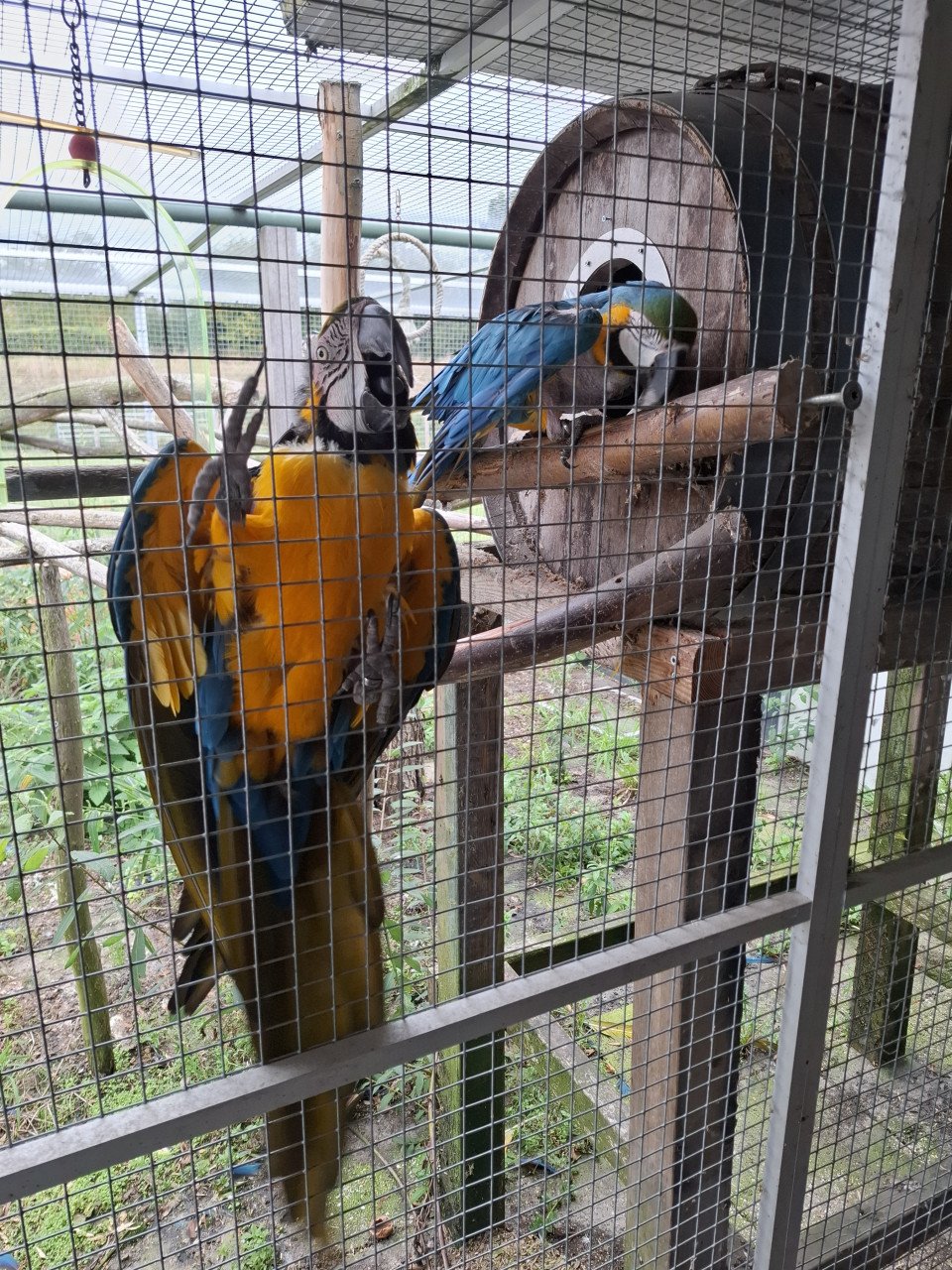 Koppel blauwgele ara's