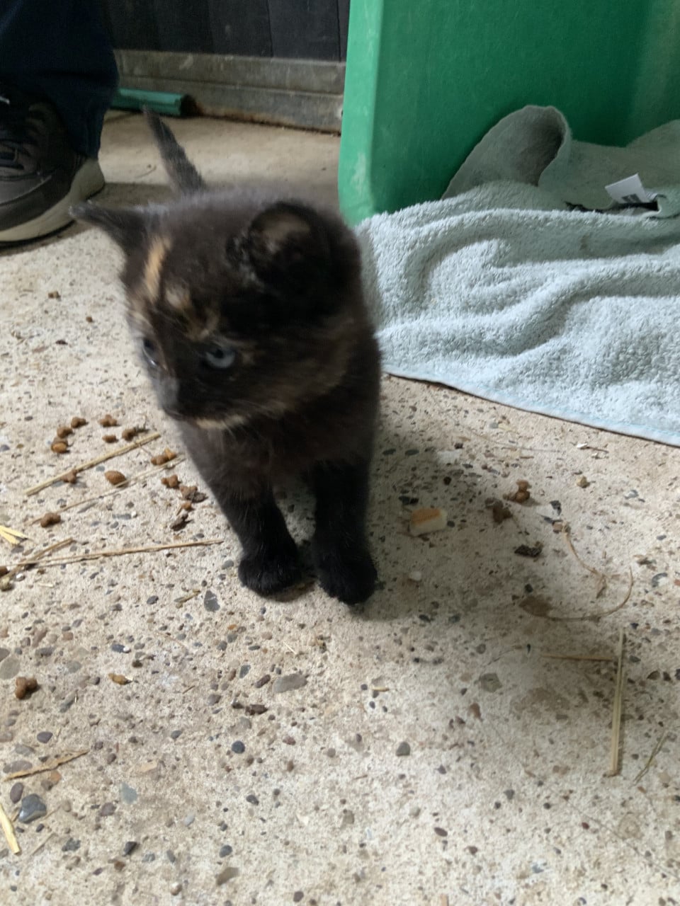 Kittens