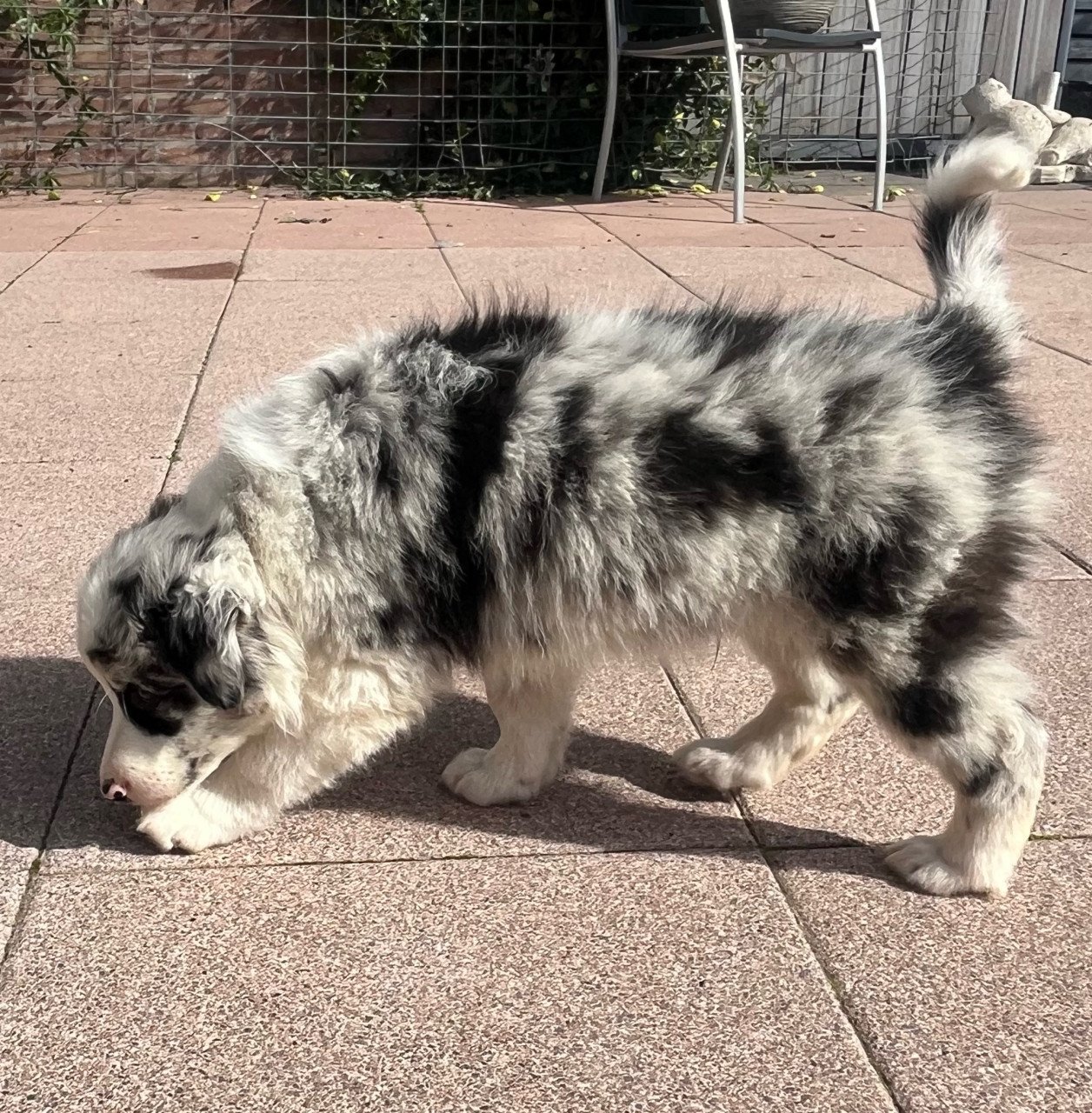 Border collie puppy’s