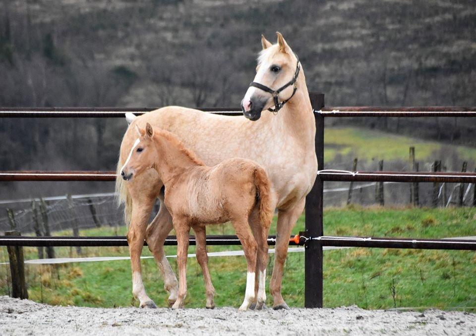 Bijna 6-jarige Palomino PRE merrie
