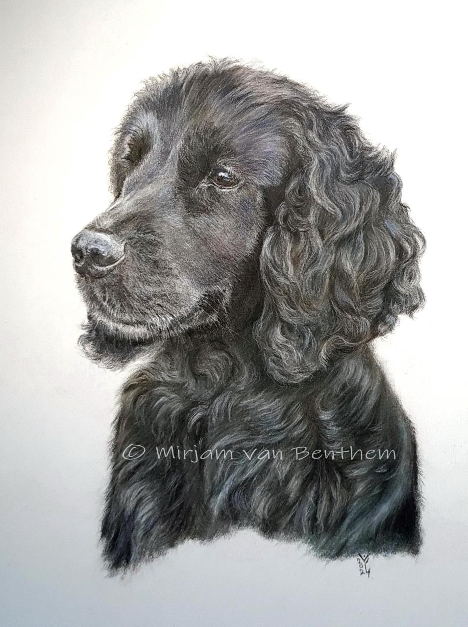 Portret van uw huisdier