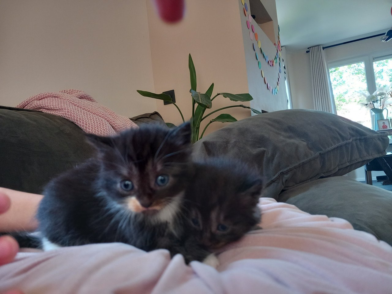 Kittens