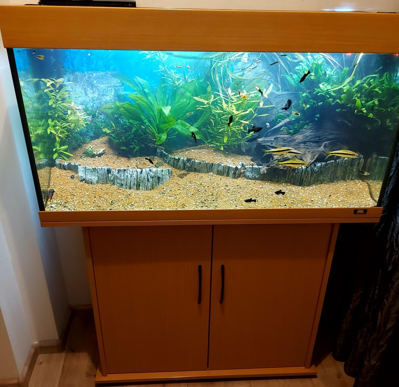 Aquarium geheel compleet