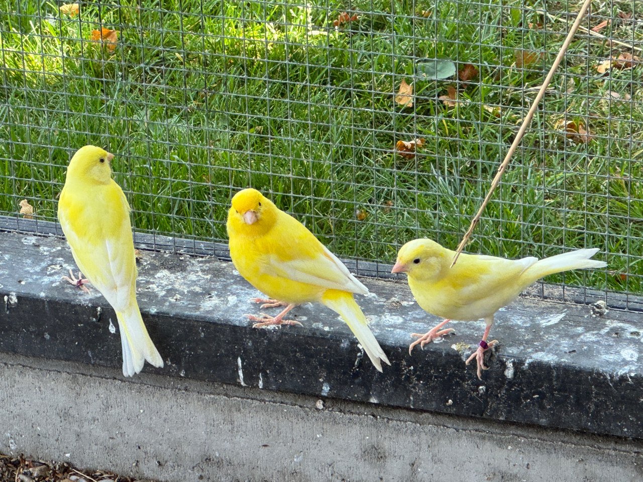 Kanaries